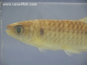 Foto Galerie/Characiformes/Characidae/Chalceus macrolepidotus/Chalceus macrolepidotus_04_S.jpg